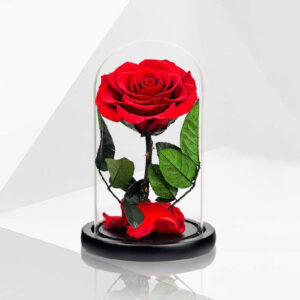 Red-Forever-Rose