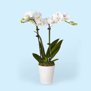 White-Orchids-Plants