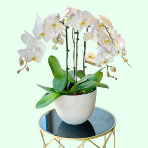 4-Orchids-Plants